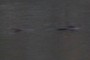 Nessie?