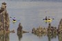 2 kayaks