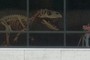 The Torvosaurus from Tucumcari