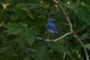 Bluejay looking for Gigapanners