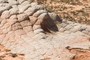 Turtle rock