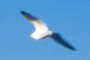 Seagull flying