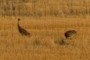 Sandhill Cranes (I think)
