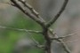 spider web