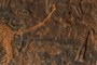 Neolithic Sheep
