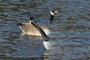 goose