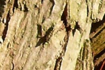 132609-210x140
