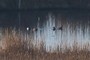 ducks