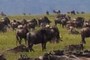 3 gnus