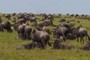 100 gnus