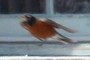 bird taking off