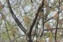 sugar maple