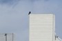Crow