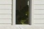 House Plant