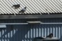 Pigeons