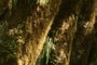 Covered trunks and branches