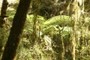 Tree Fern