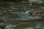 Mountain stream