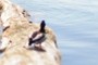 Ducky