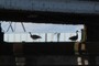 Pair of Geese