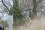 Jack Pine