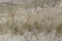 June Grass