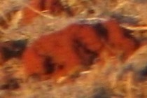 136338-210x140