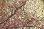 redbuds overlay white
