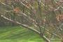 forsythia peeks out