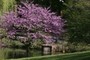Blossoming Tree