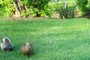 Ducks roaming near the pond