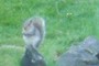A squirrel on a rock