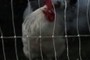 The man in the coop