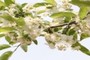 Blossoms