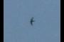 can you tell the bird?