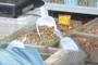 Walnuts