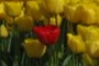 Red Tulip