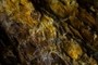 Gold Dust?