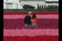 Tiptoe through the tulips