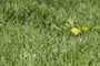Dandelions