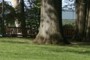 Park Benches