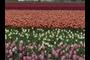 Rows of tulips