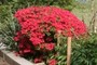 Red flowers
