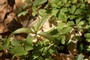 Trientalis borealis