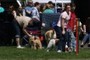Dogs at the Dog Show