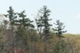 Pinus strobus