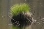 Carex stricta
