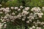 Rhododendron vaseyi
