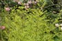 Osmunda regalis