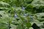 Mertensia virginica